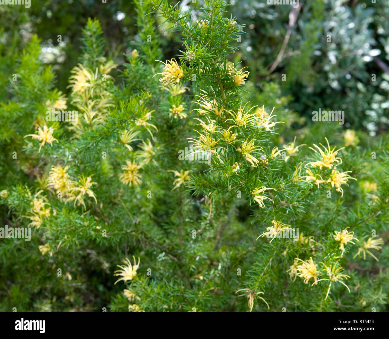 Grevillea juniperina `Sulphurea` Spider Flower Stock Photo